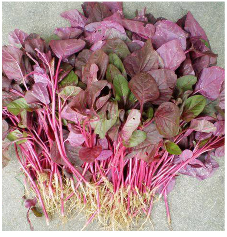 台湾大叶全红苋菜种子 野菜长寿菜满身红 阳台盆栽四季菜园大田