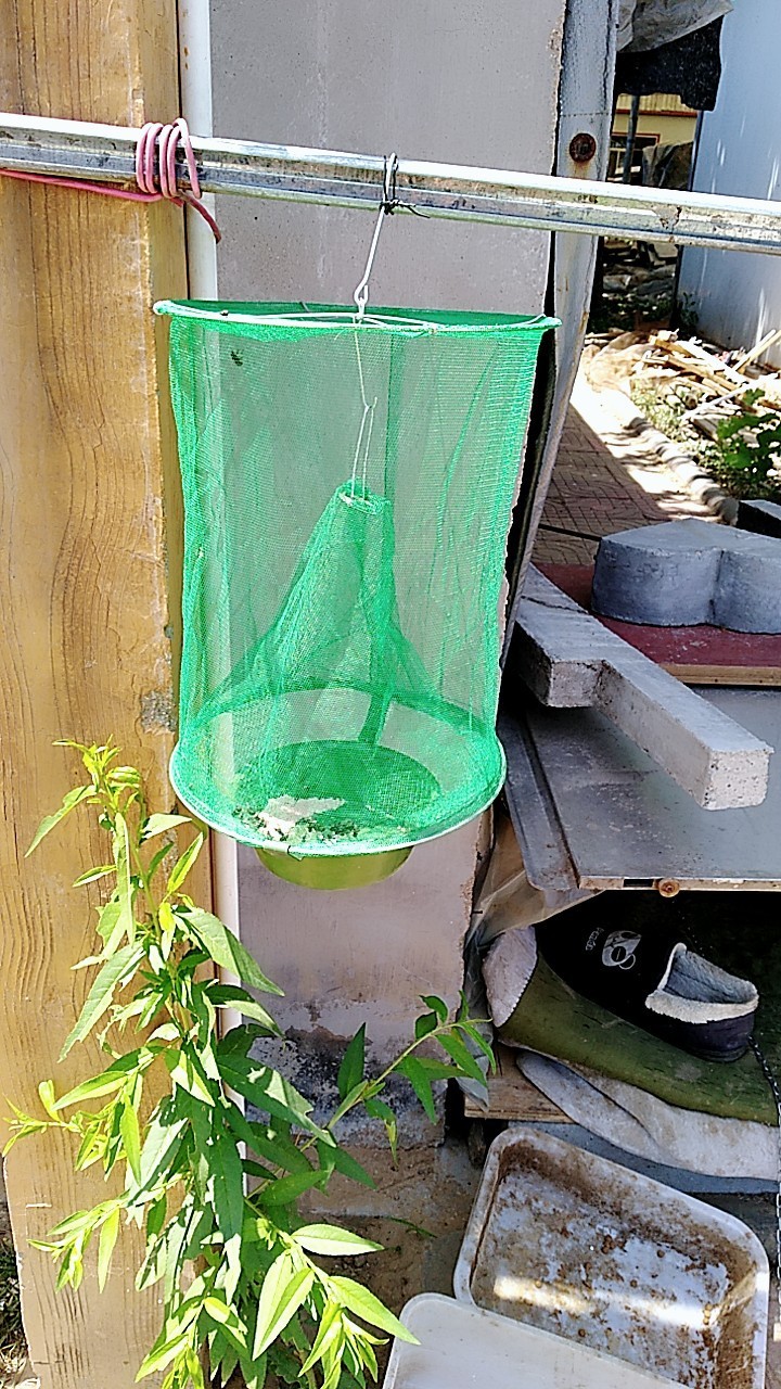 灭蝇笼 捕蝇笼 苍蝇笼 诱蝇笼 绿网苍蝇笼 绿色款苍蝇笼