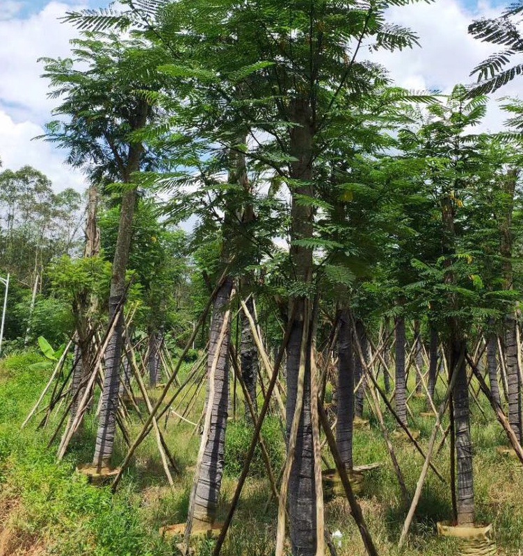 批发5-70cm南洋楹 仁仁树 仁人木