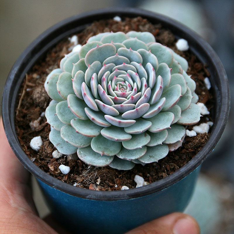 纸风车多肉植物批发室内阳台花卉绿植多头群生含盆带土发新绿盆栽