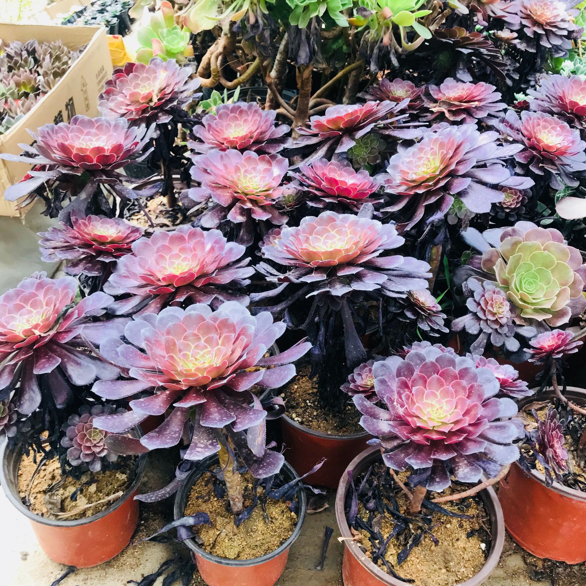 多肉法师手捧花系列铜壶法师 多肉群生老桩萌肉 室内盆栽绿植花卉