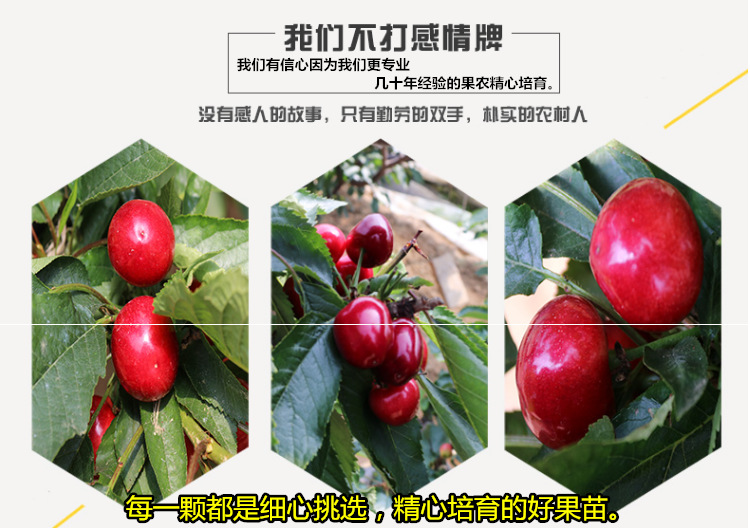 杈杷果健身果 无核樱桃爱情果 相思果盆栽地址果树苗南北方种植