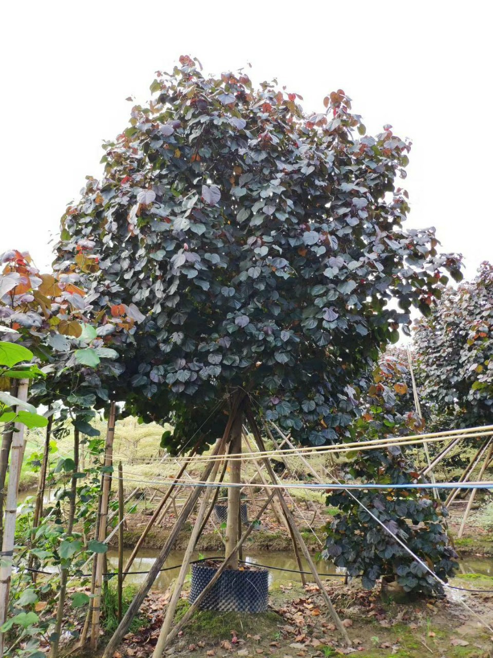 906供应 精品 全冠黄槿 14-15cm假植苗 黄瑾 楼盘