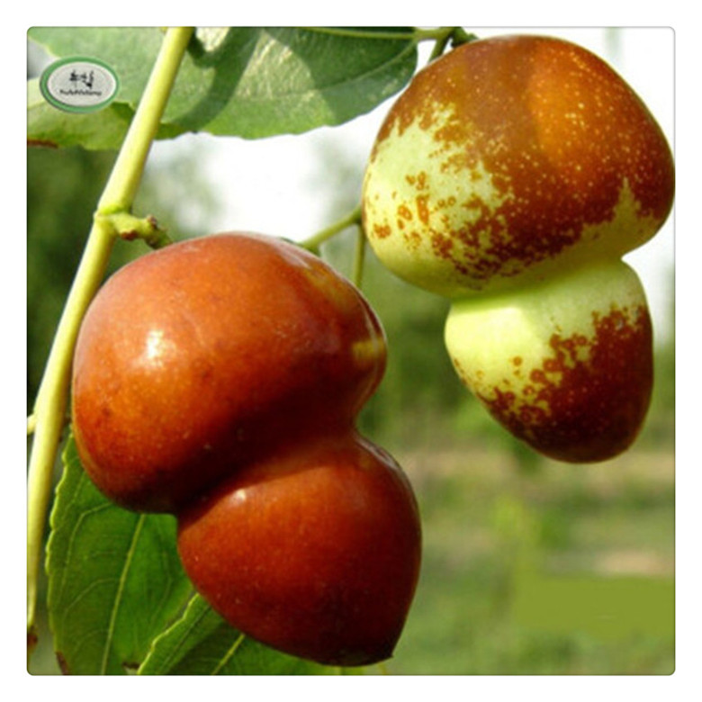 批发国光大枣苗红枣树苗嫁接果树苗丰产易成活