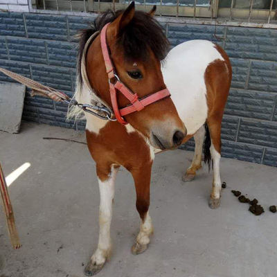 矮马的肩高及寿命 景区骑乘马养殖改良拉车马供应包邮