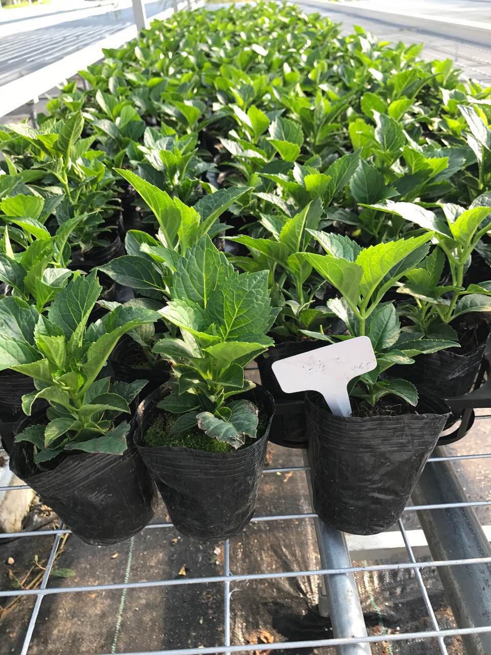 园林绿植 无尽夏八仙绣球花苗 室外地栽耐寒阳台庭院八仙花