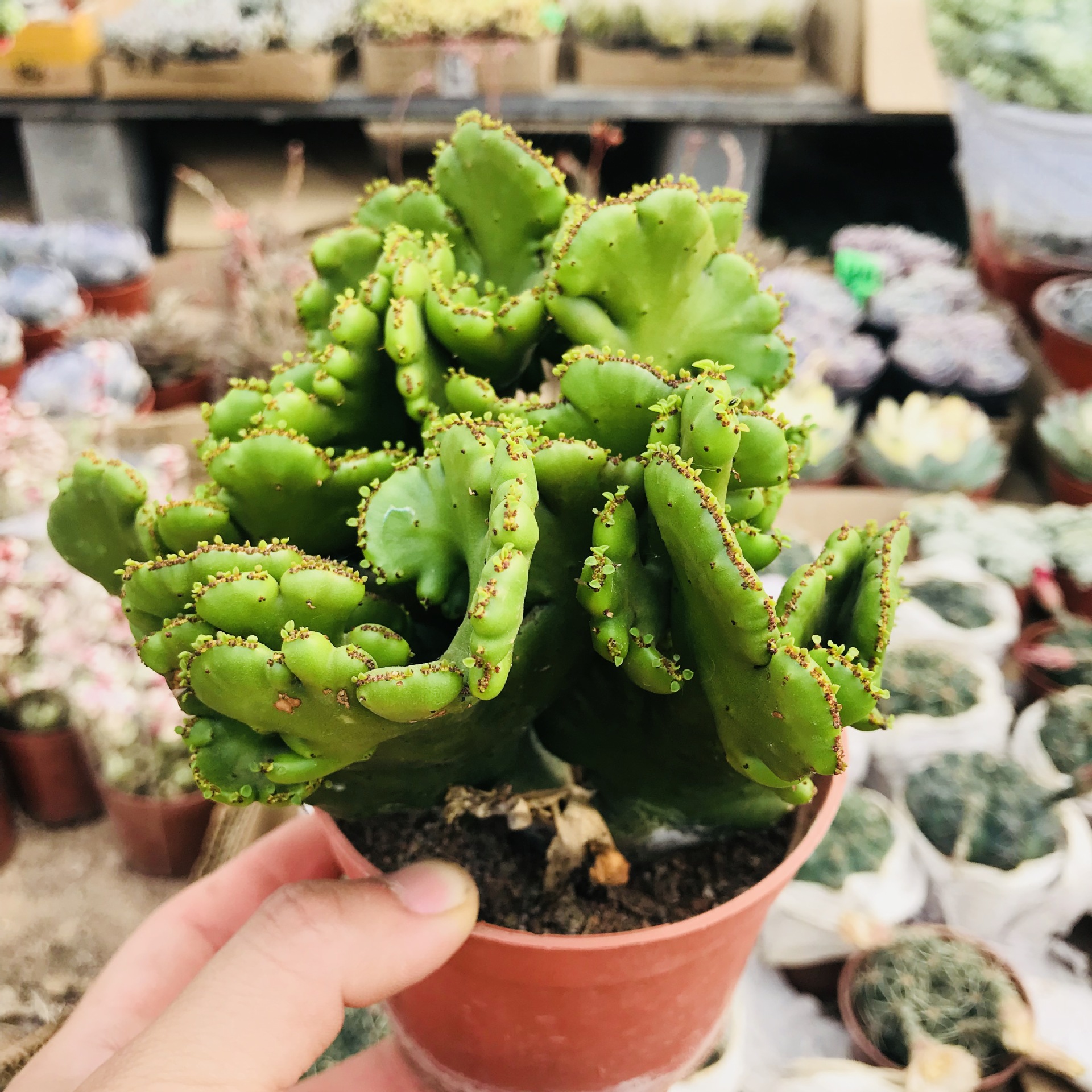 膨珊瑚多肉盆栽植物室内外办公室美观绿植多肉 基地批发销膨珊瑚