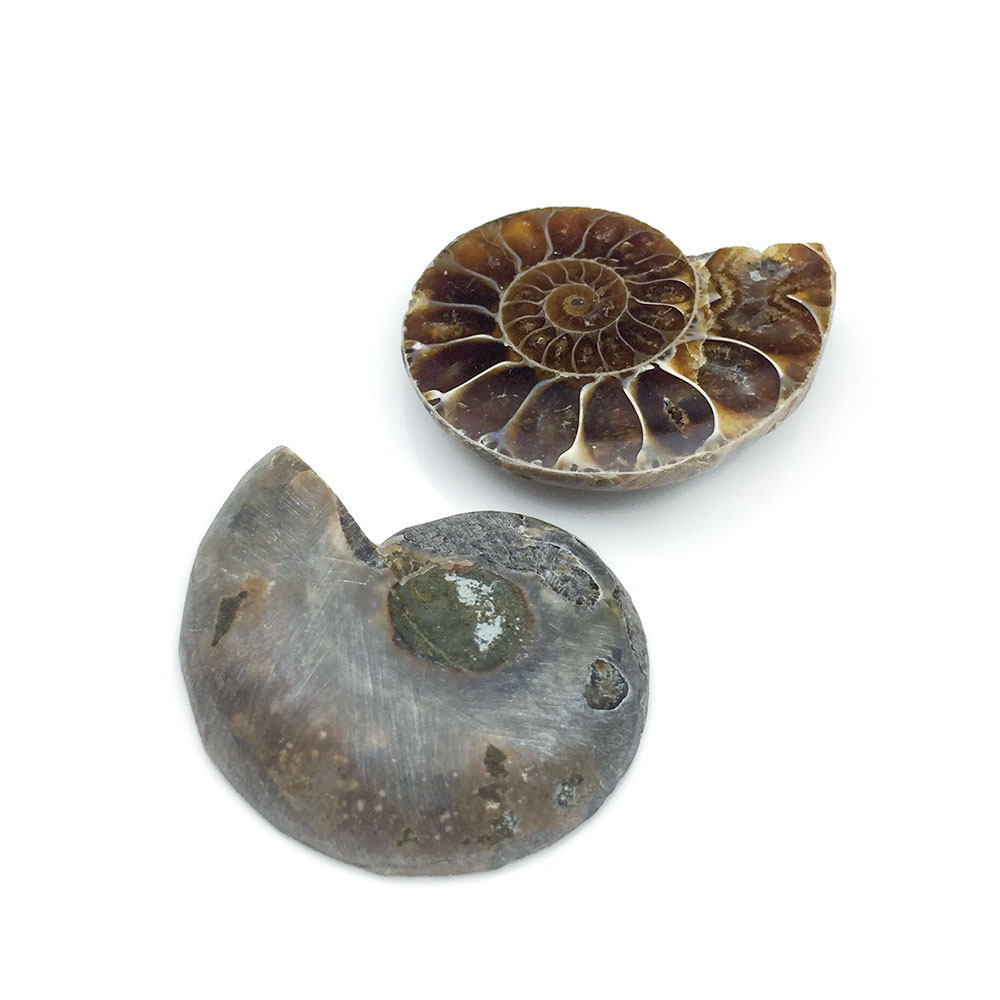 天然贝壳化石海螺化石 斑彩螺切面螺戒指 吊坠 矿物标本 原石摆件