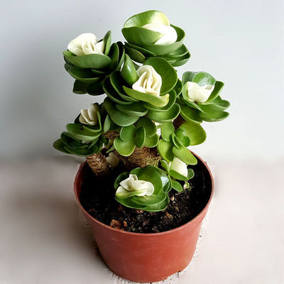 金钱木老桩带锦新款多肉金钱树超大植物盆栽办公室防辐射绿植花卉