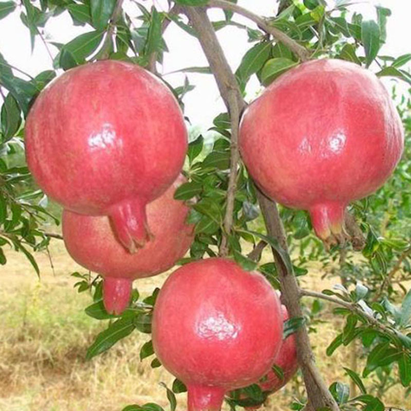 供应抗旱抗寒红如意石榴苗 现挖现卖优质占地石榴苗