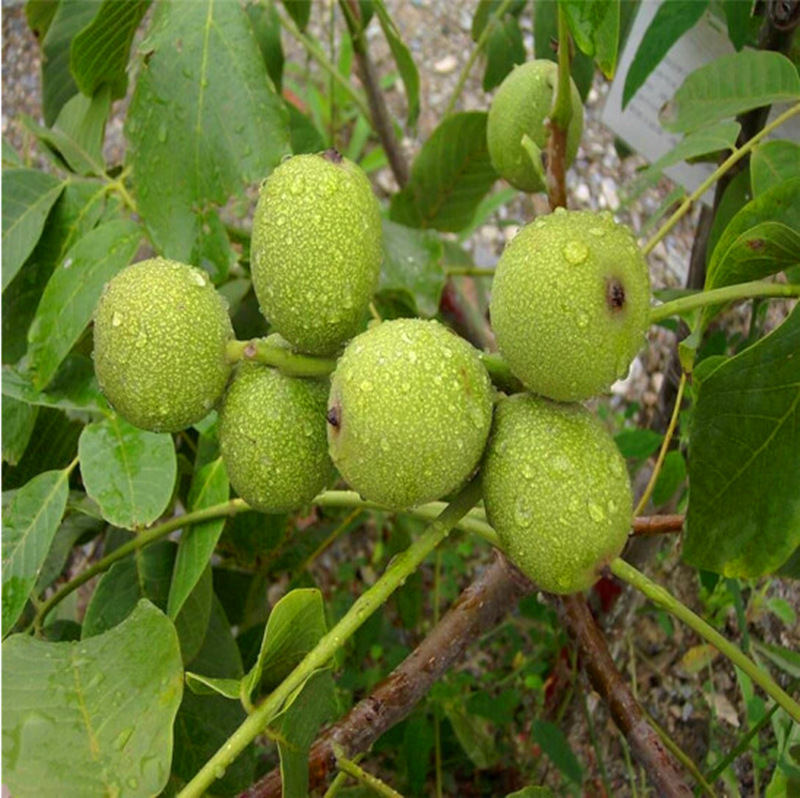 核桃树苗嫁接苗盆栽地栽猴头核桃文玩南方北方种植庭院核桃树苗