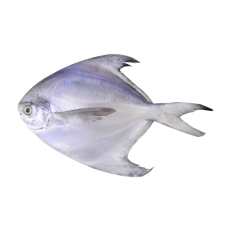 银鲳鱼原生态野生 10kg 新鲜冷冻海鲜水产 南美厄瓜多尔进口