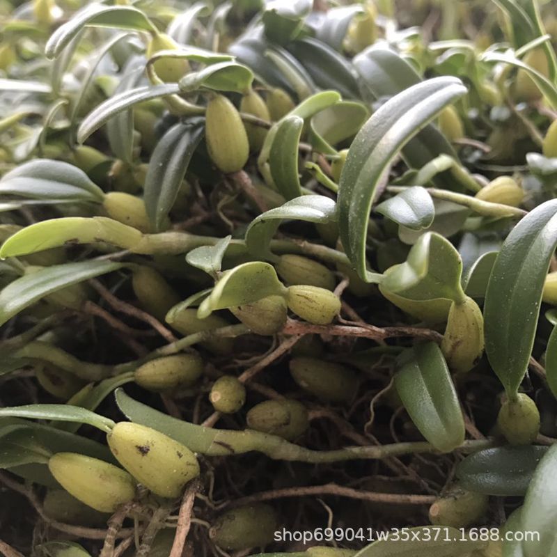 中药材单叶石橄榄 石仙桃 石虾 石上莲 石穿盘新鲜采摘批发