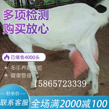 杜泊绵羊出售 杜寒杂交羊 乌骨羊活活体羊羔 高产量奶山羊8-12斤