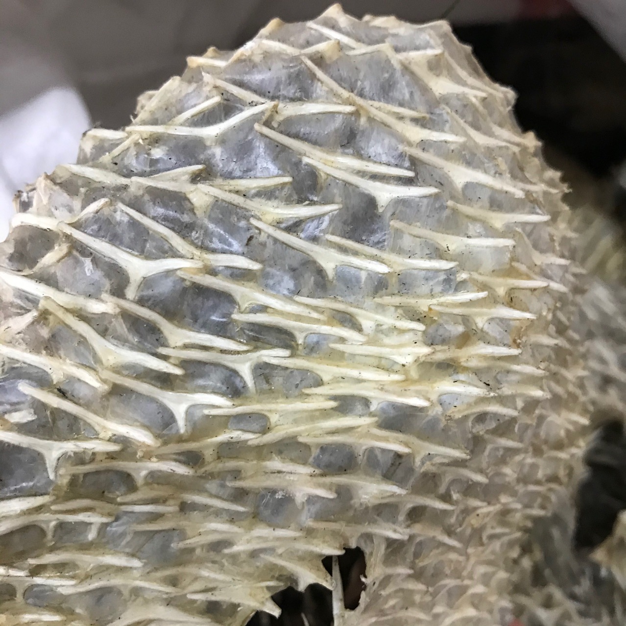 产地货源批发大刺龟皮刺鱼皮海胆皮鸡泡鱼皮龟普皮海鲜干货500g