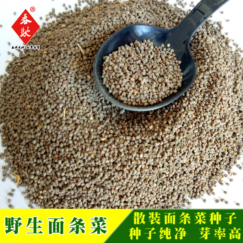 威尔种子批发 野生面条菜种子 散装500g 特色野菜籽 味道美成熟快