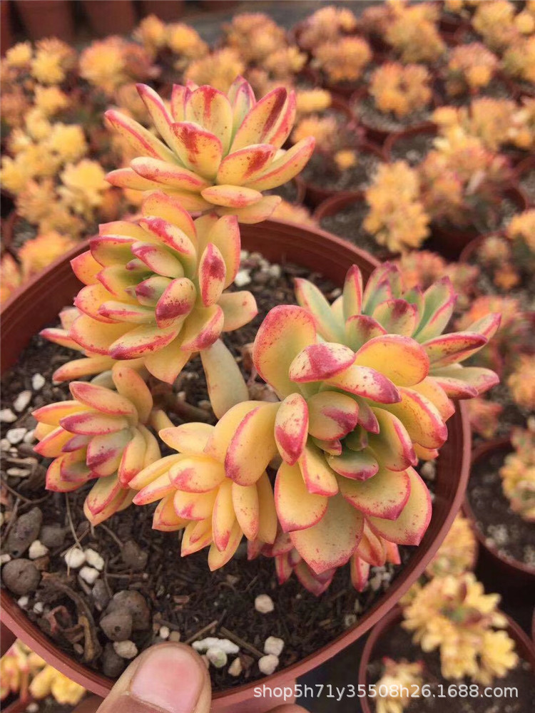 156精品大棚直销多肉品种 状态小叮当老桩群8-9头盆16cm多肉植物