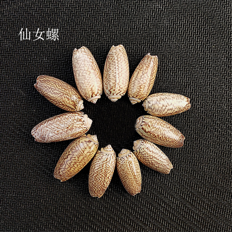 鱼缸水族箱造景摆件仙女螺贝壳 天然海螺工艺品原材料批发diy材料