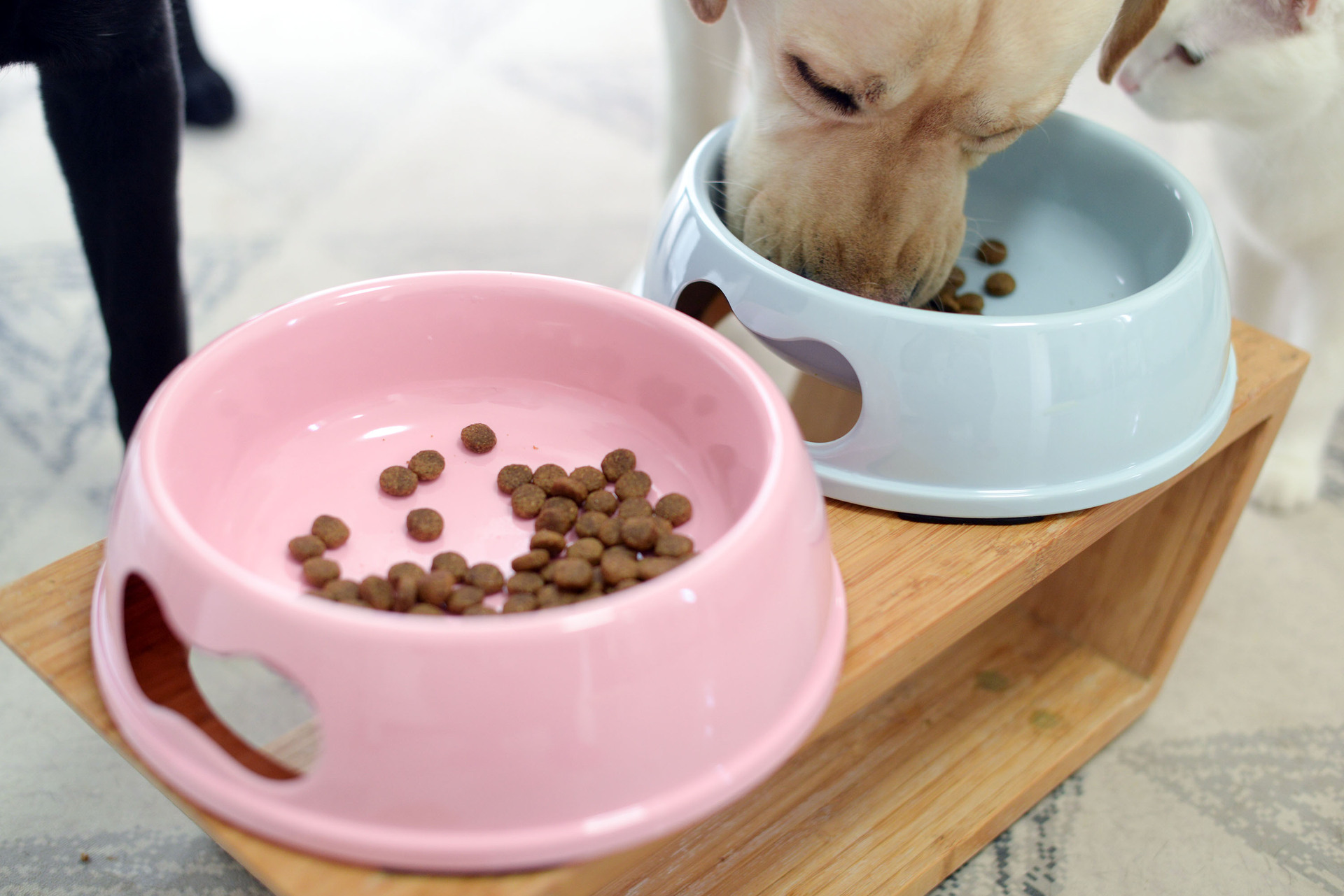 宠物多色狗狗食碗食具餐具美耐皿水碗狗粮碗喂食厚实耐用不易破碎