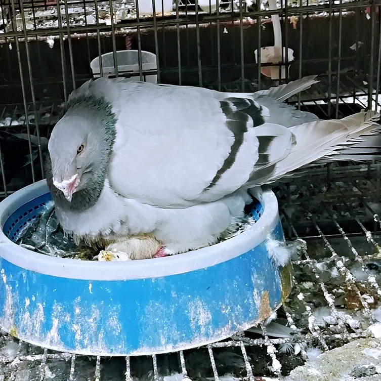 头型鸽子