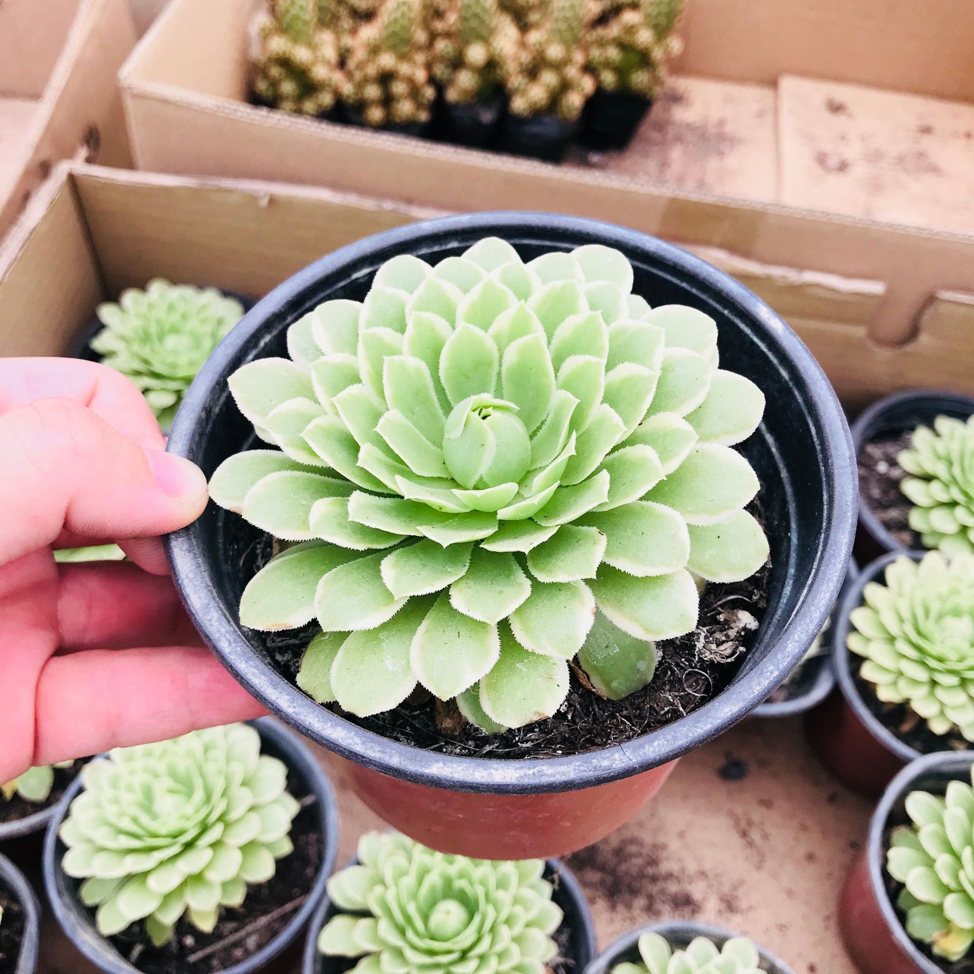 多肉植物 法师翡翠冰 室内盆栽花卉批发 多肉组合法师三仙翡翠冰