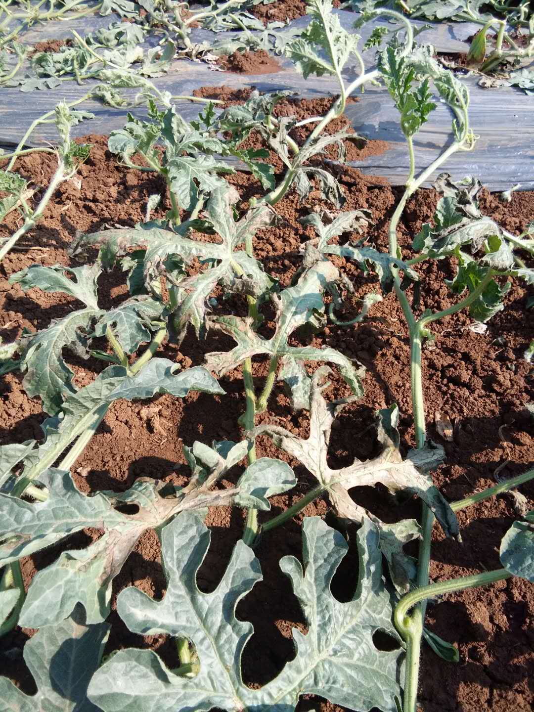 西瓜叶枯病发病原因,发病症状及其防治方案 - 阿里巴巴商友圈