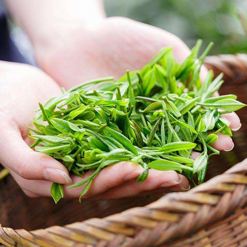 崂陈 崂山绿茶2020春茶叶炒青山东青岛特产充足日照茶叶200g-阿里巴巴