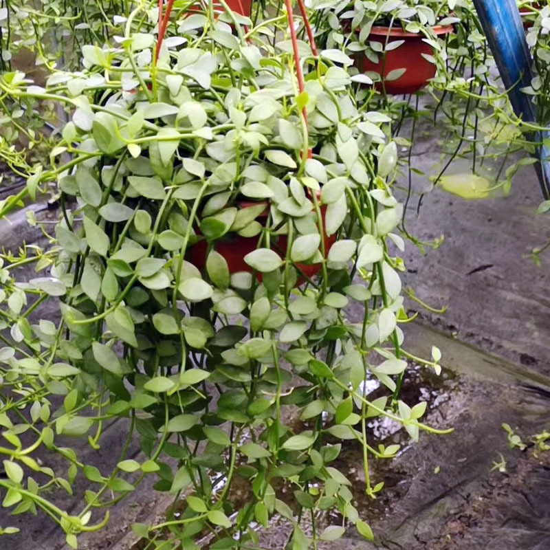 【基地直销】多肉植物 办公桌绿植盆栽室内花卉 小吊翡翠恋