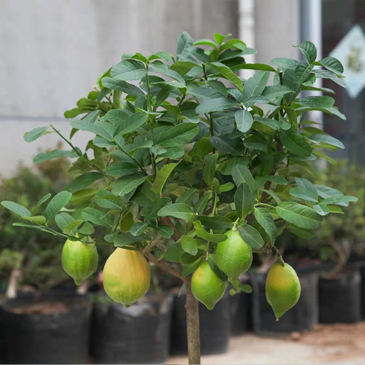 高杆柠檬树植物室内外树形绿植可结果食用尤力克棒棒形树