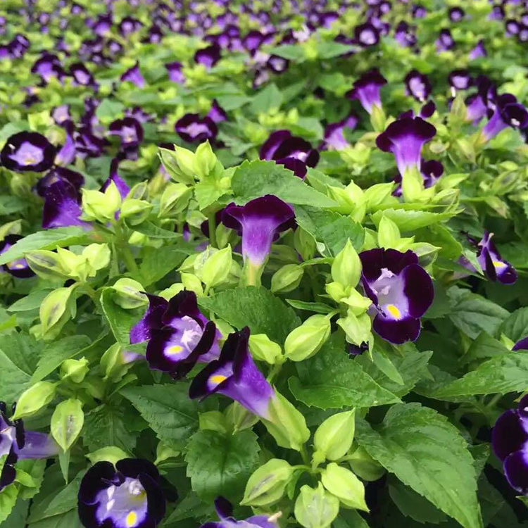 基地直供 四季草花 批发夏堇 夏瑾 宿根花卉 盆栽 时令花卉批发