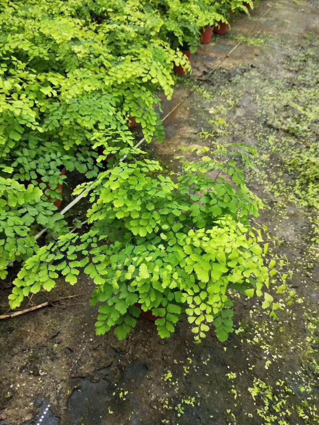 【基地直供】小盆栽植物花卉观叶植物绿墙绿化专用120飞雪铁线蕨