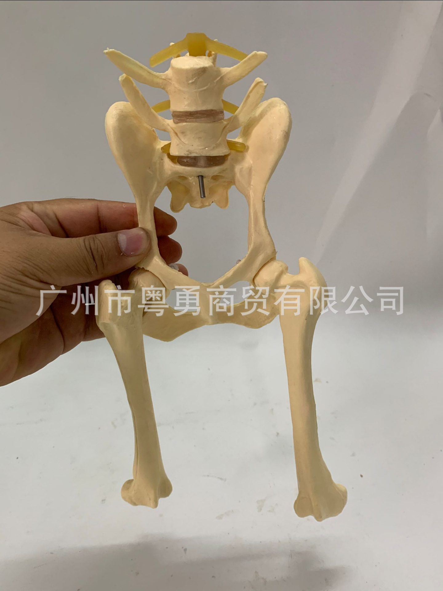 犬关节 狗关节 狗髋关节 犬髋关节 狗盆骨 狗腿骨 狗骨架犬骨骼