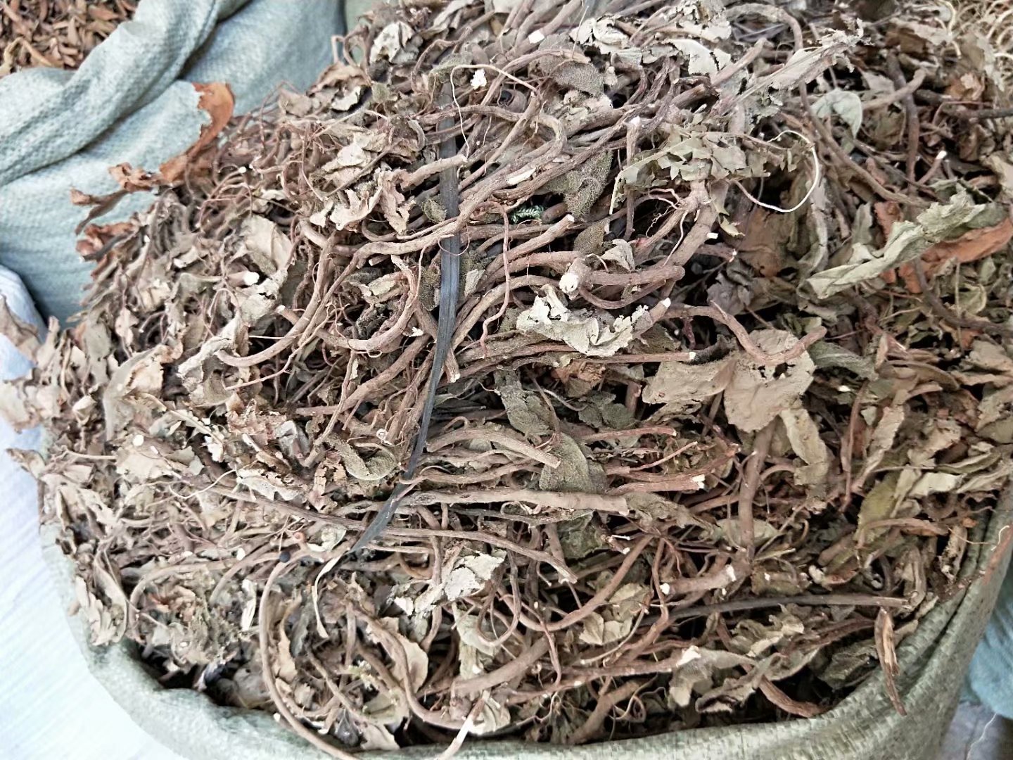 中药材红地毡 老虎舌 老虎脷 毛凉伞