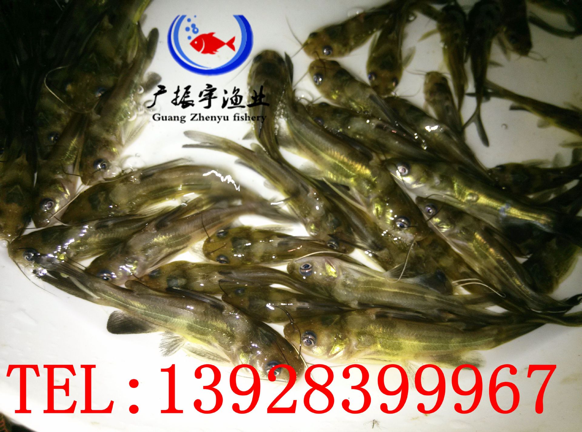 黄骨鱼苗 黄颡鱼苗 黄骨鱼苗 淡水养殖鱼苗批发 价格优-阿里巴巴