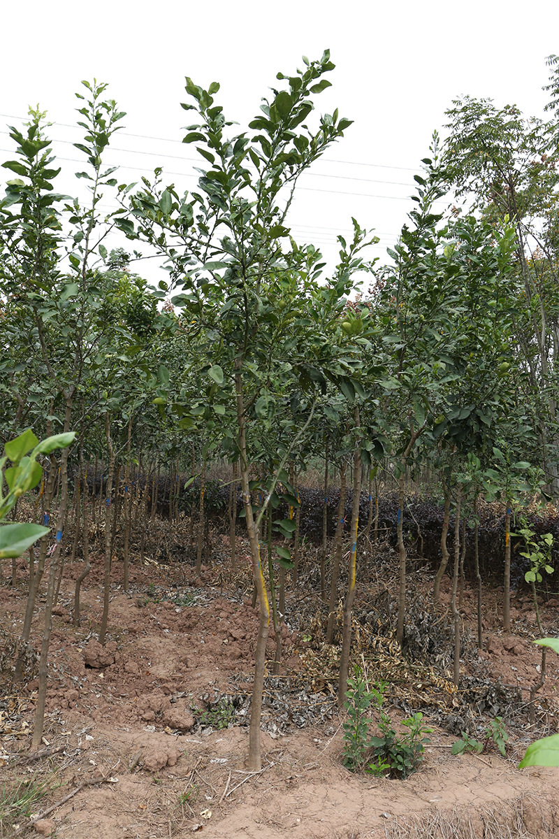 学振苗圃柚子树园林绿化丛生香柚庭院景观工程常绿乔木基地直销