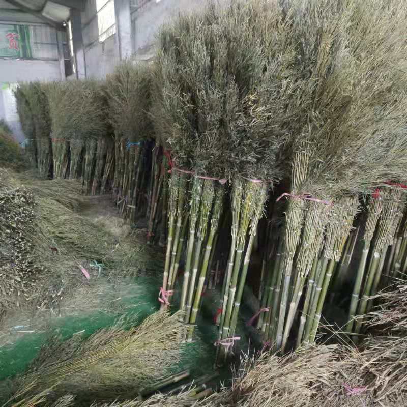 厂家批发定做竹扫马路扫工地工厂扫竹枝扫大竹街扫把加厚户外扫帚