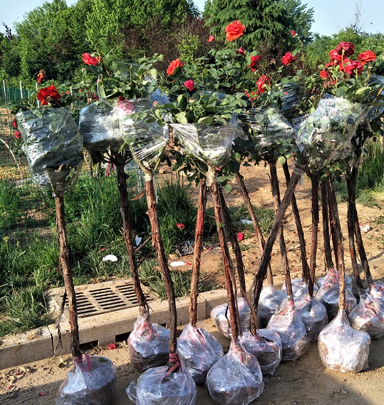 树状月季 月季树桩花苗 大花月季苗 月季玫瑰老桩苗带花苞发货