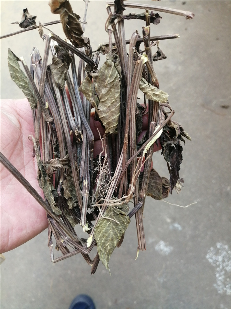 广东客家特产煲汤料红丝线药材500克红蓝草山蓝草青红线草老火靓