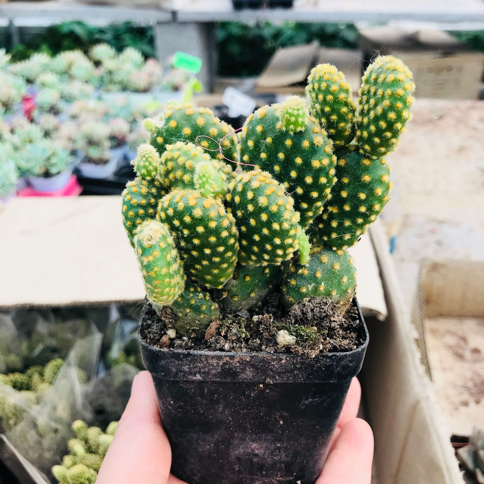 批发精品多肉植物 黄毛掌仙人球多肉办公室桌面绿植花卉 黄毛掌