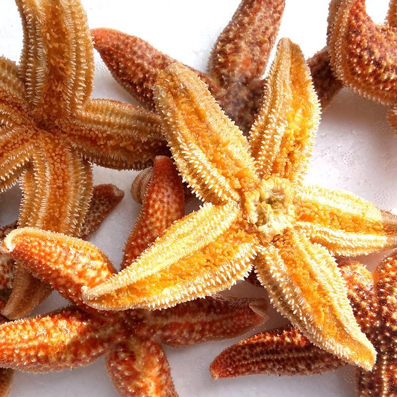 野生特大满籽熟冻即食海星海鲜 新鲜冷冻超大海五星批发 海盘车