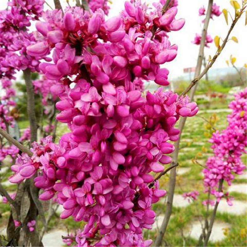 紫荆花苗紫荆树苗紫荆苗丛生紫荆树苗苗满条红苗