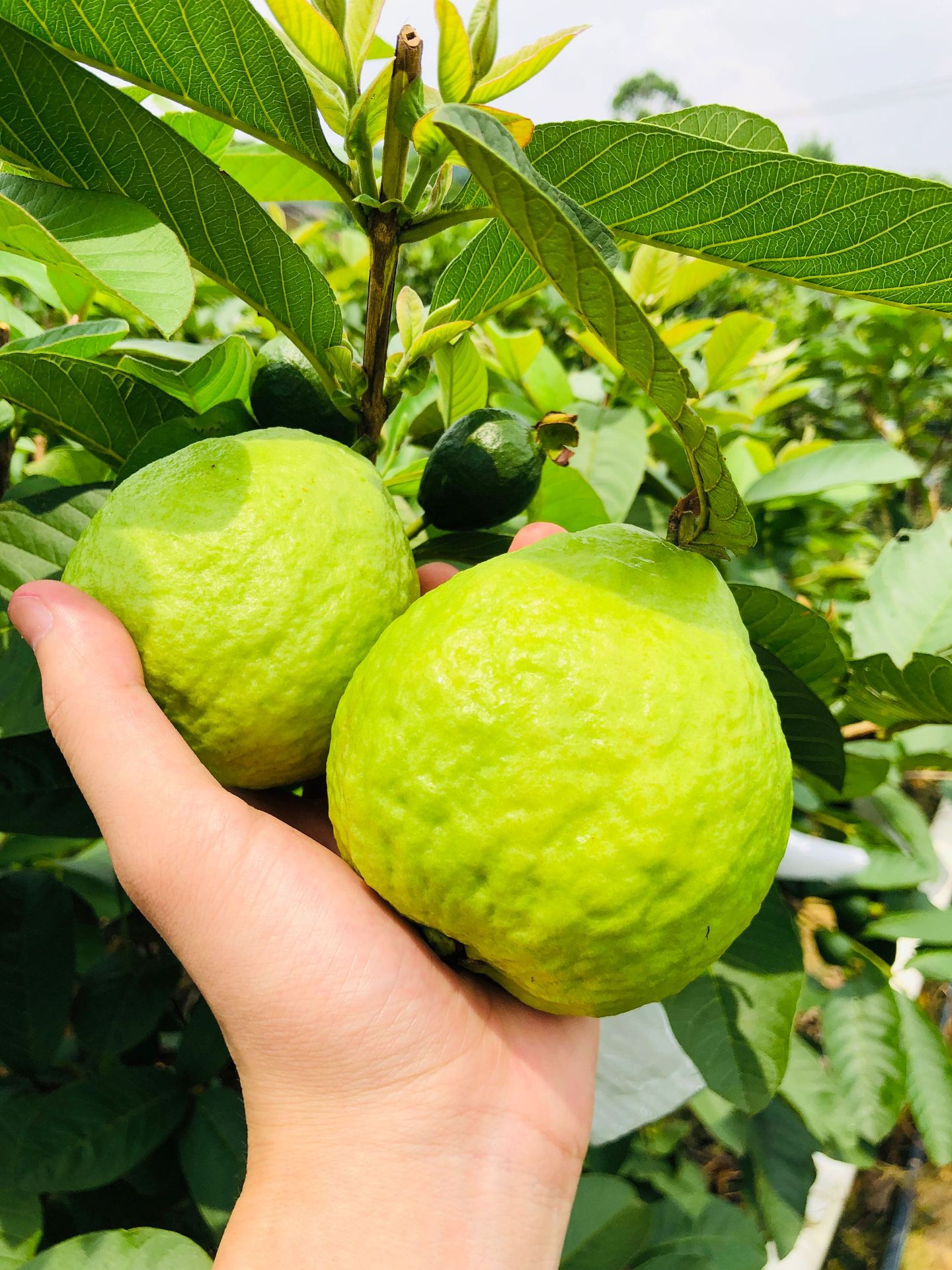 直采 广西红心芭乐5/8斤装 番石榴 新鲜水果 一件代发-阿里巴巴