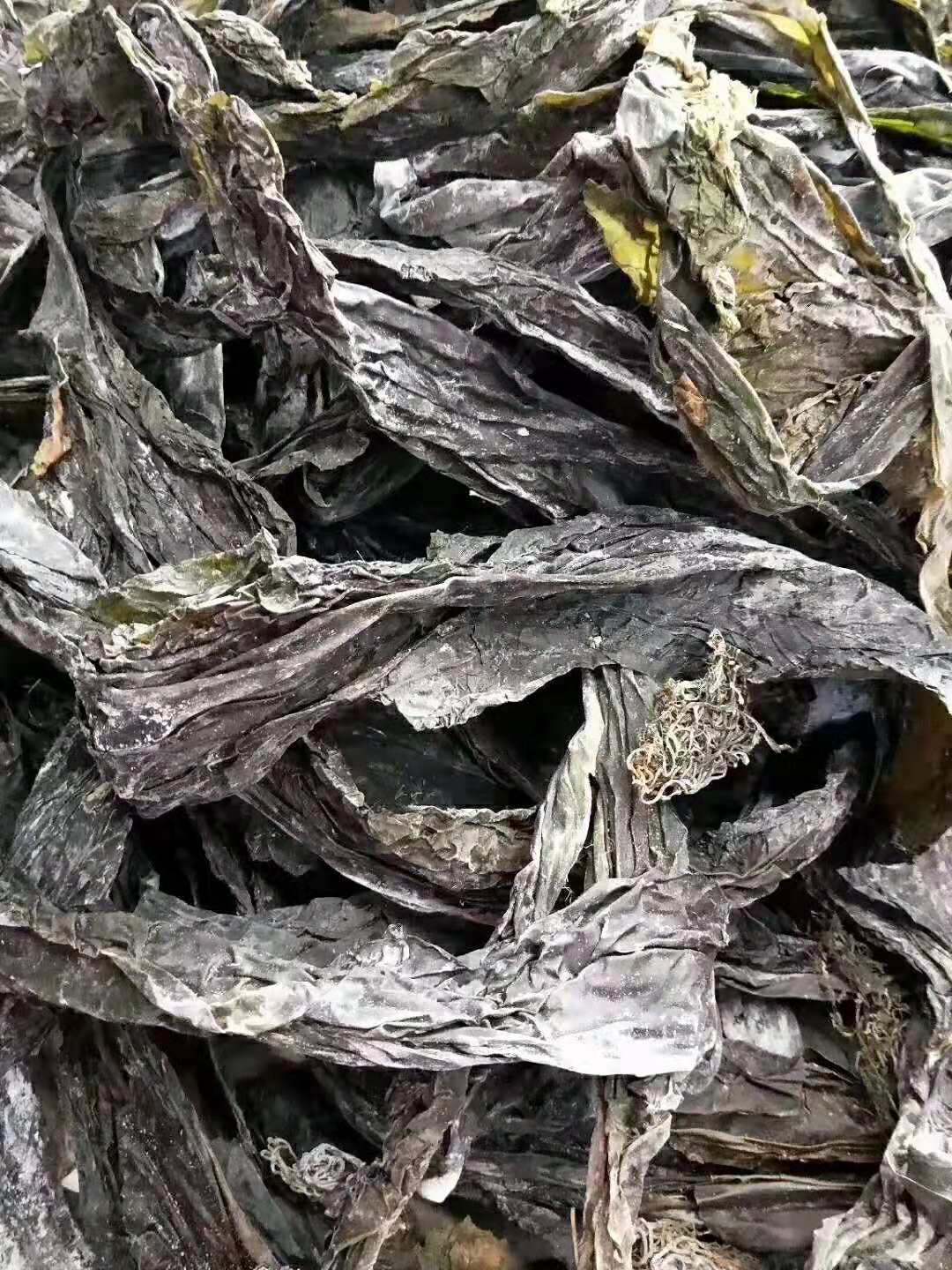 跑江湖地摊南海盐渍海带 海鲜干货厚皮海带 大货批发海产品水产品