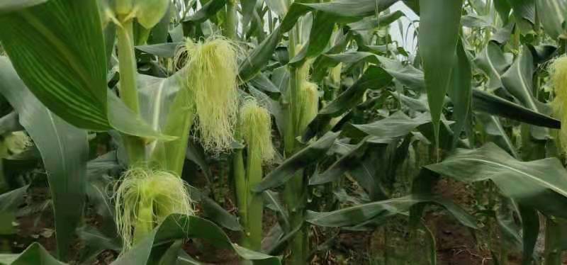 玉米笋新鲜甜玉米笋小玉米芯仔迷你嫩玉米棒农田种植微商一件代发