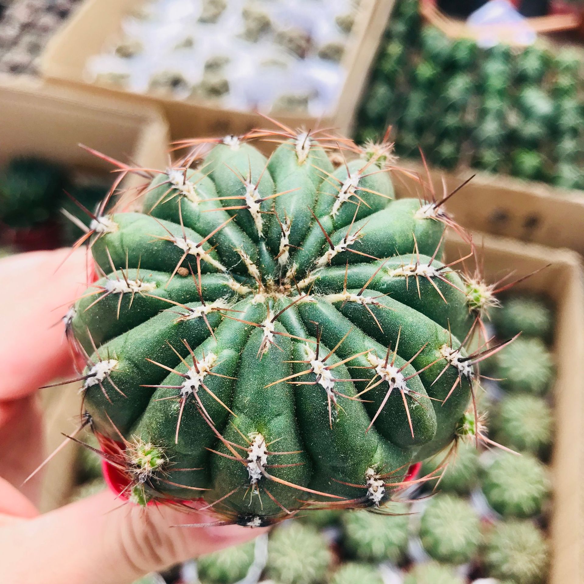 多肉植物仙人球金钱豹易养办公室吸甲醛盆栽净空气会开花金钱豹