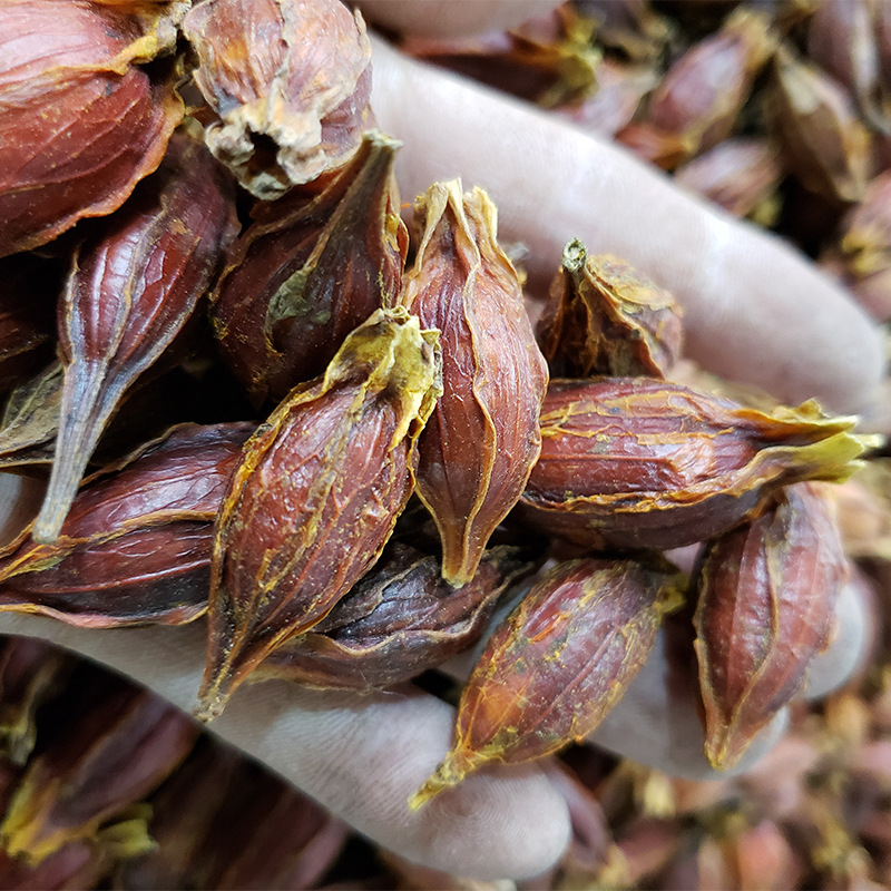 黄栀子500g现货批发香料大枝子红栀子上色泡茶卤料调料产地货源