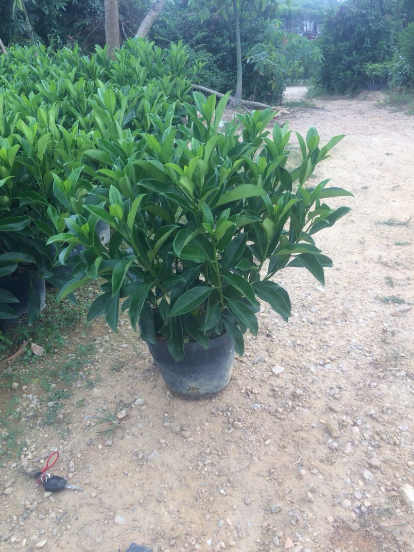 40cm50cm60cm1米高非洲茉莉球非洲茉莉盆栽树苗绿化苗袋苗四季常
