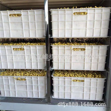 大型商用全自动豆芽机广州地区绿色健康芽苗机家用花生芽机厂家