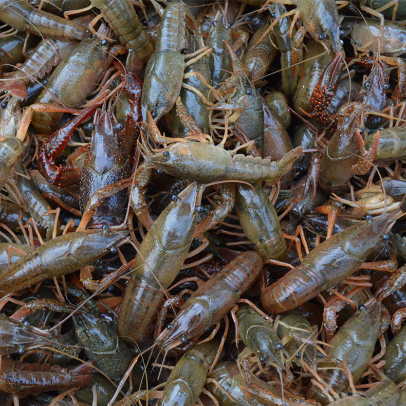 湖北养殖专业供应优质二代小龙虾苗 青虾苗 潜江虾苗供应