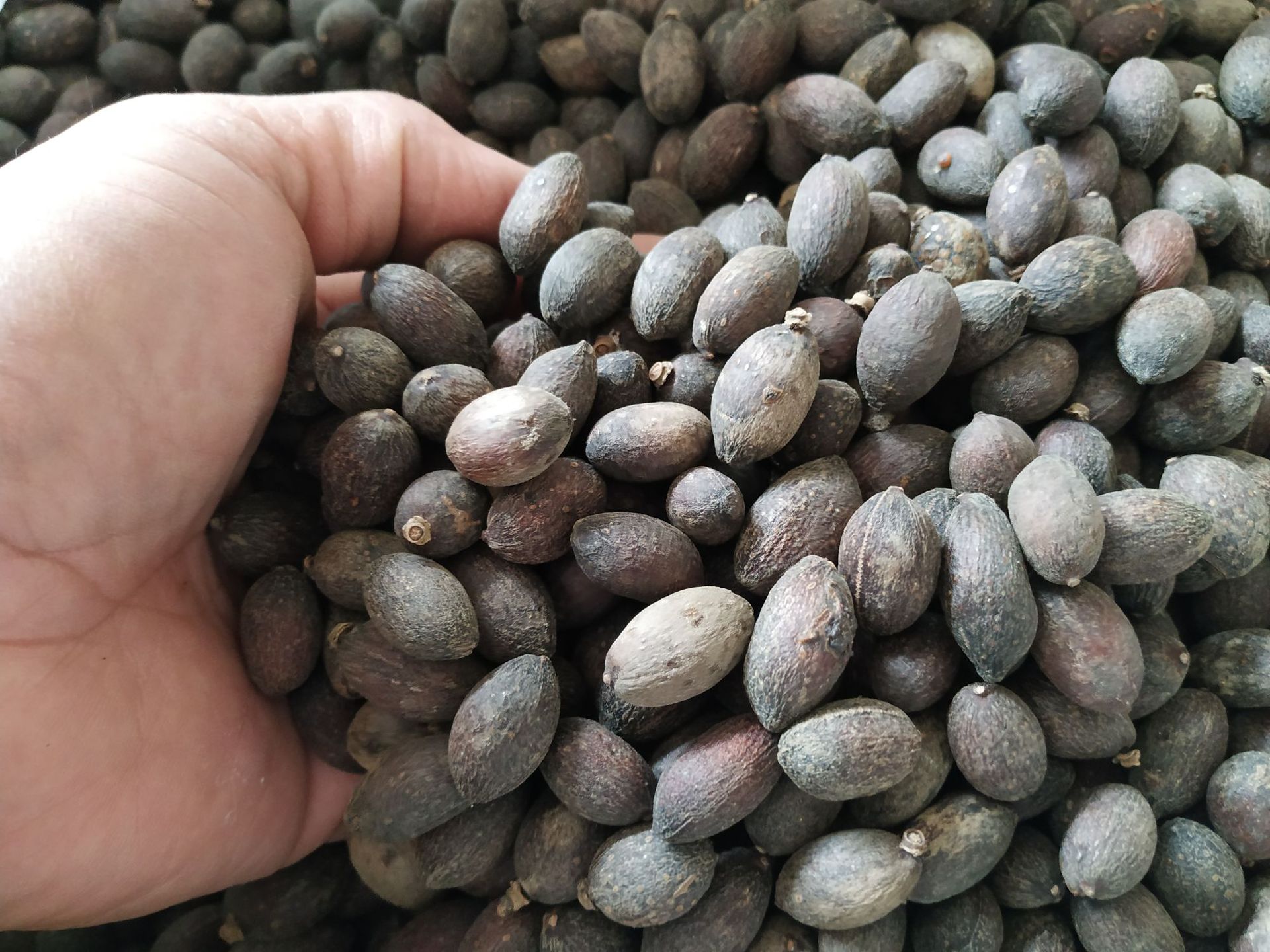 葵树子 蒲葵子 葵树籽 中药材 葵扇子批发量大从优